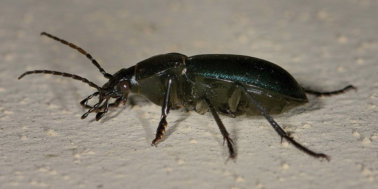 Carabus  convexus, maschio